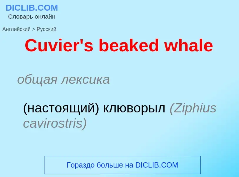 Как переводится Cuvier's beaked whale на Русский язык