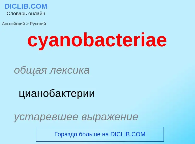 Как переводится cyanobacteriae на Русский язык