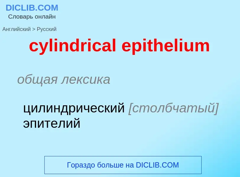 Как переводится cylindrical epithelium на Русский язык