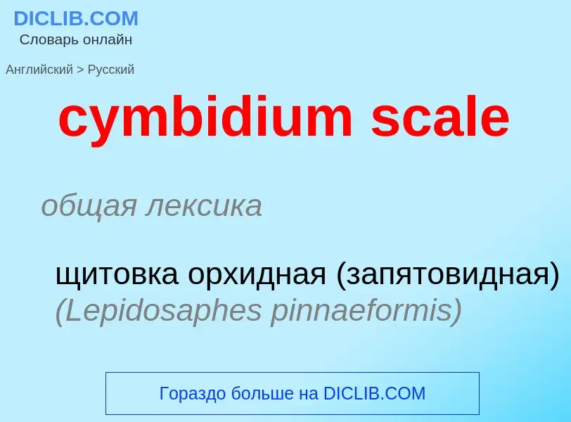 Как переводится cymbidium scale на Русский язык