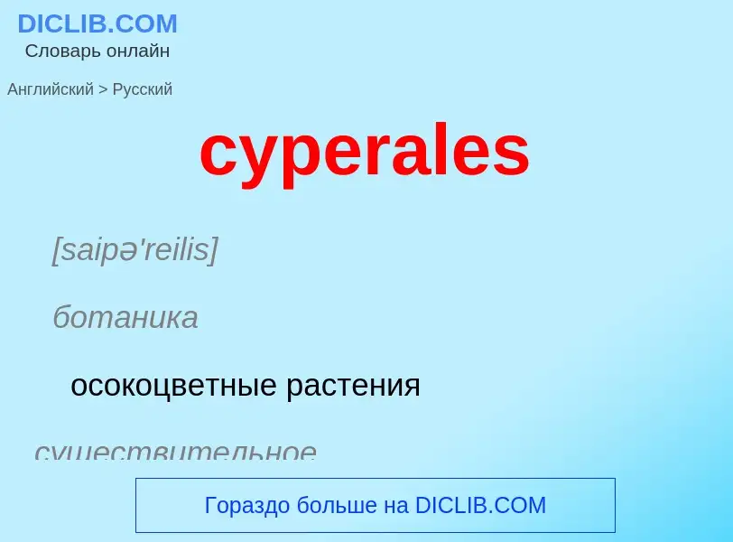 Как переводится cyperales на Русский язык