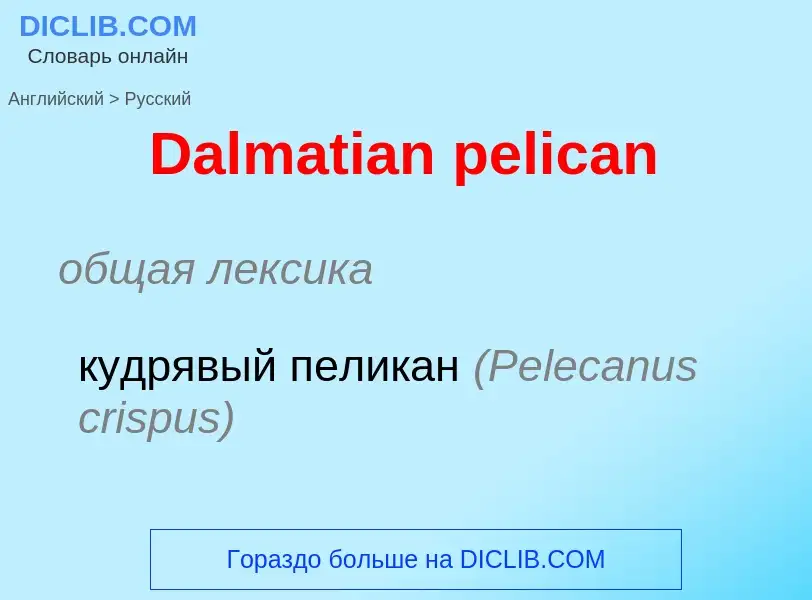 Vertaling van &#39Dalmatian pelican&#39 naar Russisch