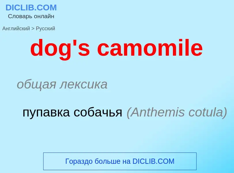 Vertaling van &#39dog's camomile&#39 naar Russisch