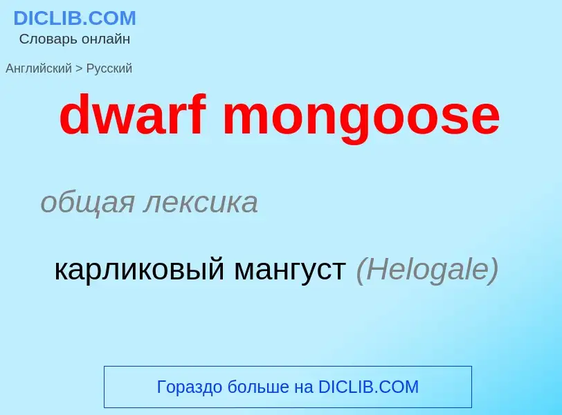 Como se diz dwarf mongoose em Russo? Tradução de &#39dwarf mongoose&#39 em Russo