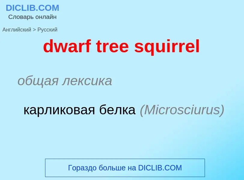 Vertaling van &#39dwarf tree squirrel&#39 naar Russisch