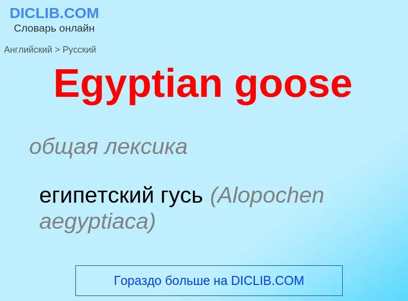 ¿Cómo se dice Egyptian goose en Ruso? Traducción de &#39Egyptian goose&#39 al Ruso