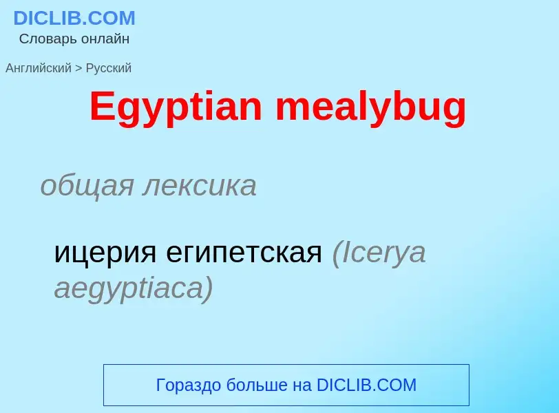 ¿Cómo se dice Egyptian mealybug en Ruso? Traducción de &#39Egyptian mealybug&#39 al Ruso