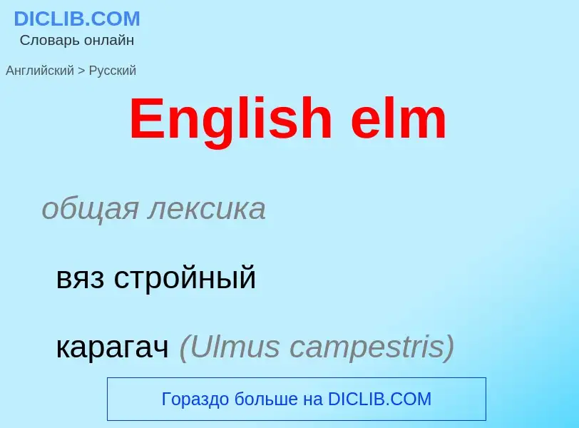 ¿Cómo se dice English elm en Ruso? Traducción de &#39English elm&#39 al Ruso