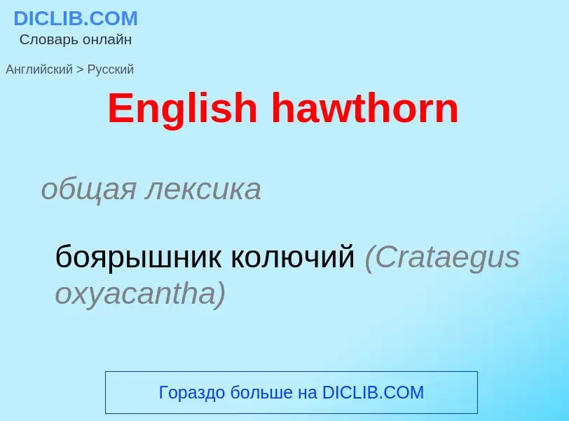 ¿Cómo se dice English hawthorn en Ruso? Traducción de &#39English hawthorn&#39 al Ruso