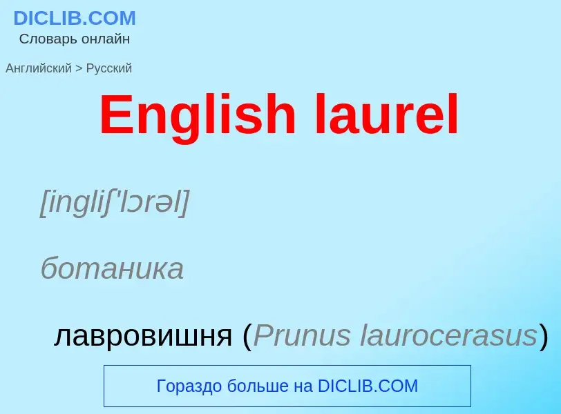 ¿Cómo se dice English laurel en Ruso? Traducción de &#39English laurel&#39 al Ruso