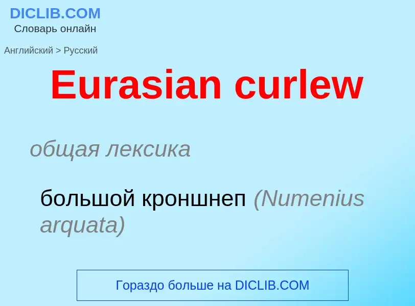 ¿Cómo se dice Eurasian curlew en Ruso? Traducción de &#39Eurasian curlew&#39 al Ruso