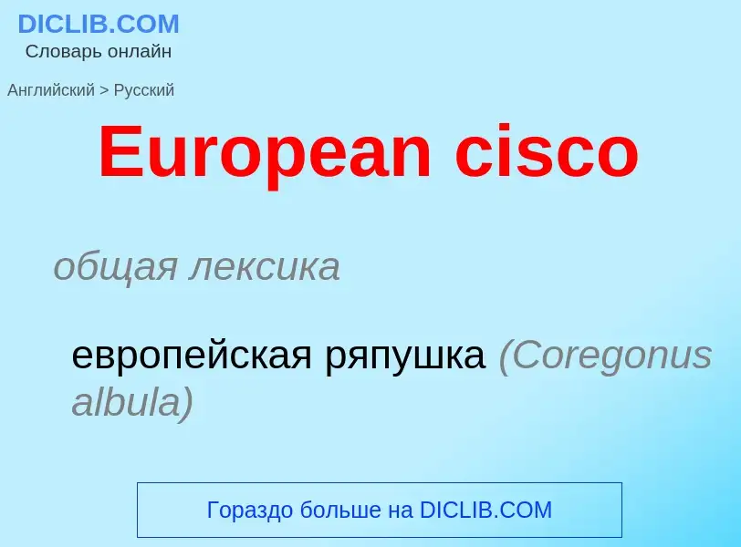 ¿Cómo se dice European cisco en Ruso? Traducción de &#39European cisco&#39 al Ruso