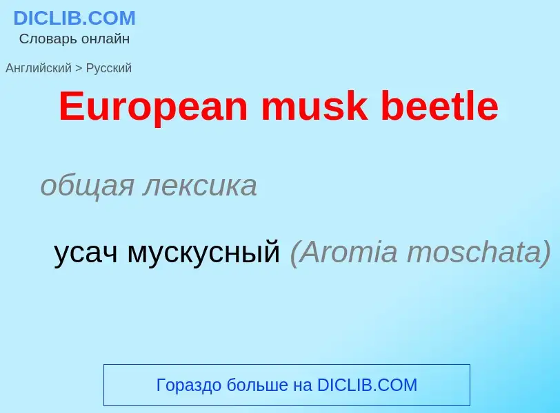 ¿Cómo se dice European musk beetle en Ruso? Traducción de &#39European musk beetle&#39 al Ruso