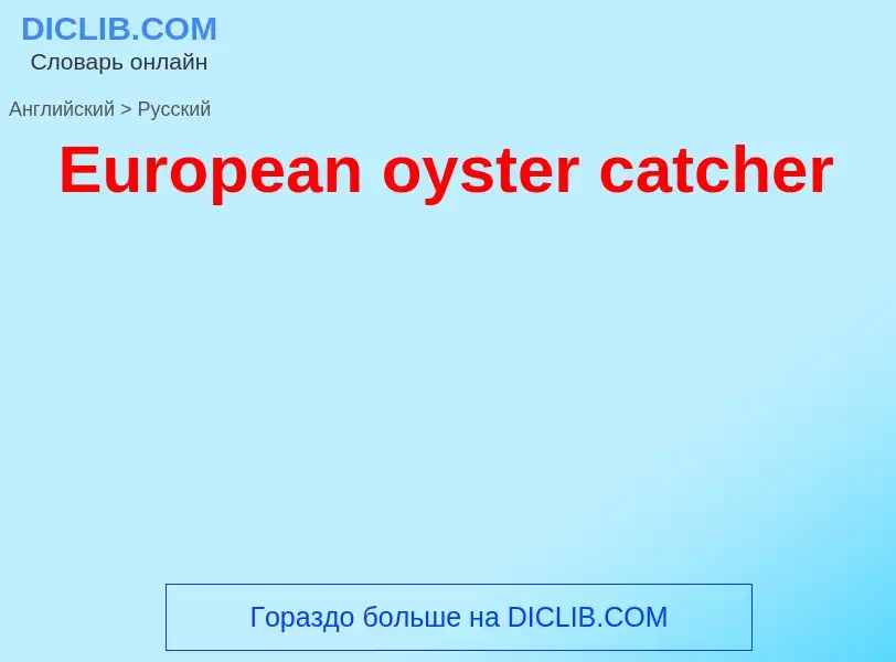 Как переводится European oyster catcher на Русский язык