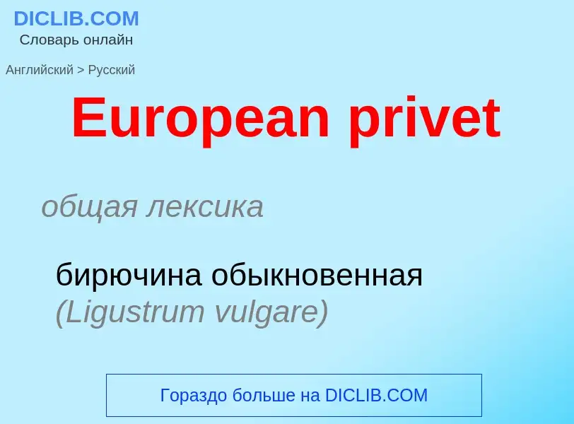 ¿Cómo se dice European privet en Ruso? Traducción de &#39European privet&#39 al Ruso