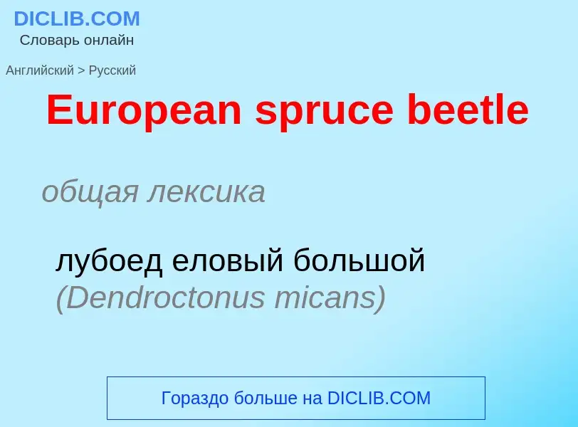 ¿Cómo se dice European spruce beetle en Ruso? Traducción de &#39European spruce beetle&#39 al Ruso