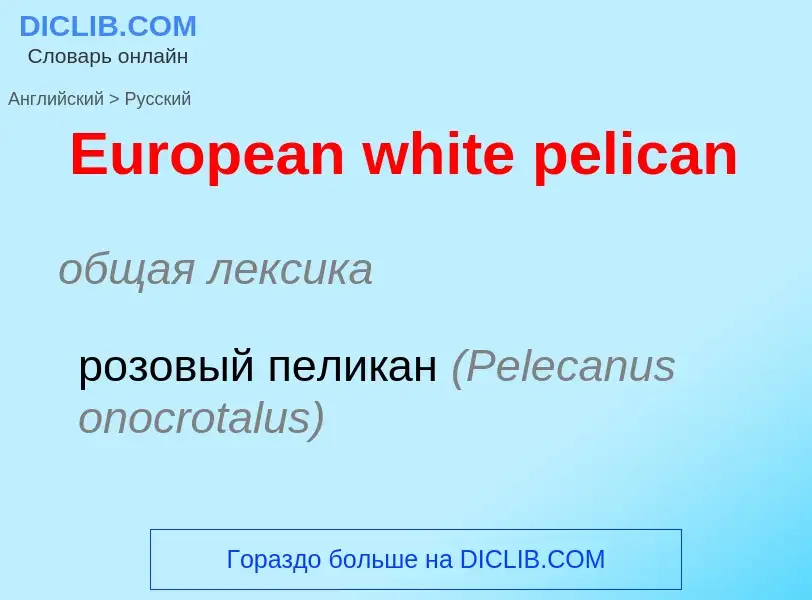 ¿Cómo se dice European white pelican en Ruso? Traducción de &#39European white pelican&#39 al Ruso