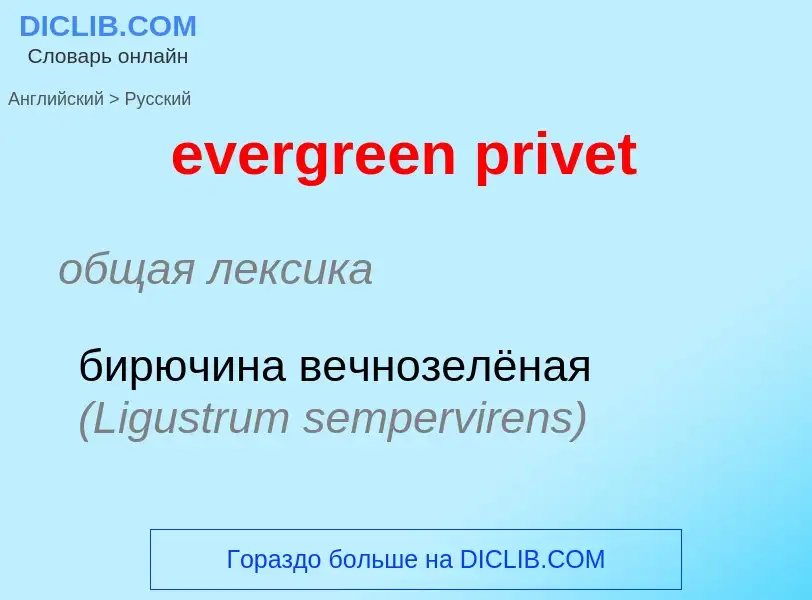 ¿Cómo se dice evergreen privet en Ruso? Traducción de &#39evergreen privet&#39 al Ruso