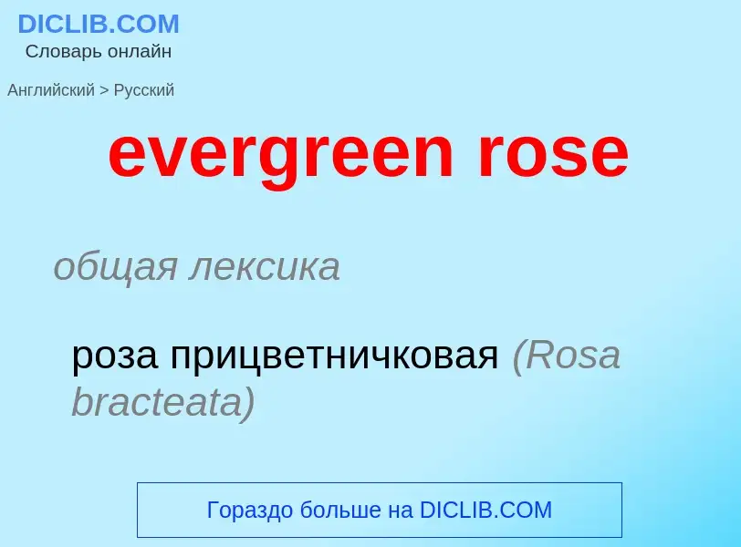 Как переводится evergreen rose на Русский язык