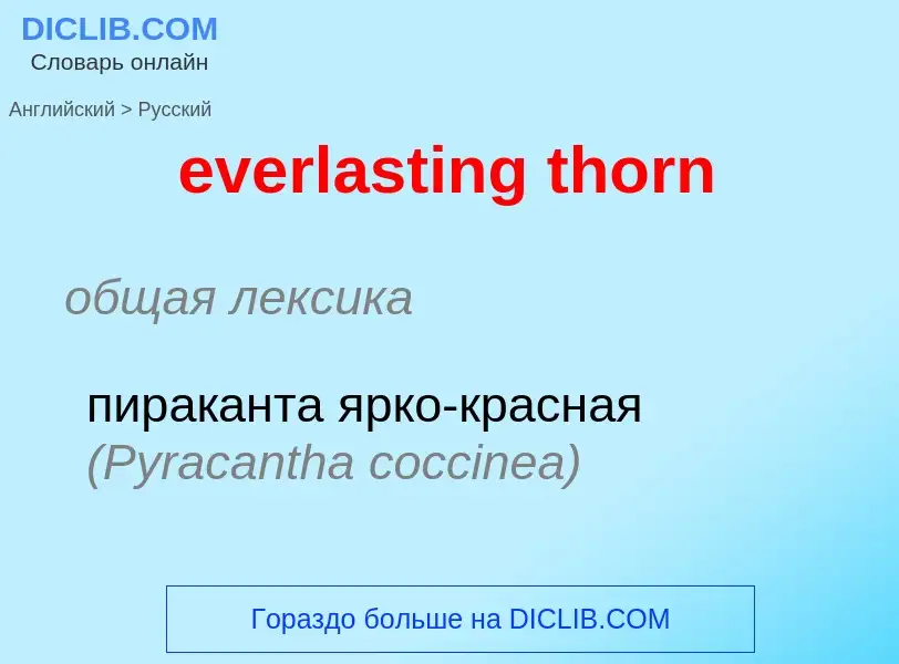 ¿Cómo se dice everlasting thorn en Ruso? Traducción de &#39everlasting thorn&#39 al Ruso