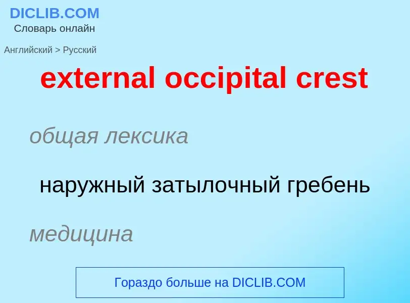 Как переводится external occipital crest на Русский язык