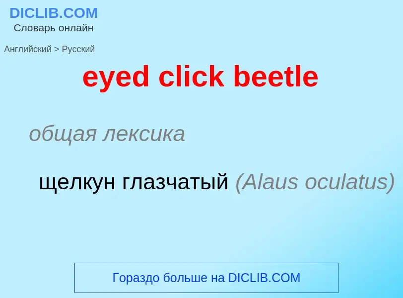 Как переводится eyed click beetle на Русский язык