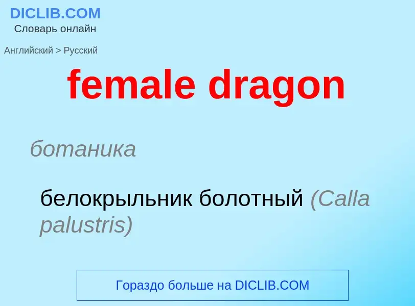 Как переводится female dragon на Русский язык