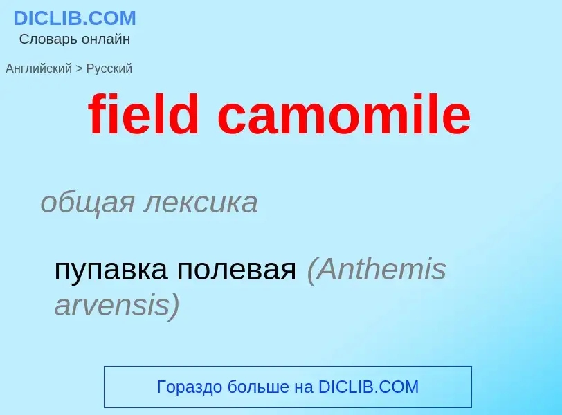 Vertaling van &#39field camomile&#39 naar Russisch