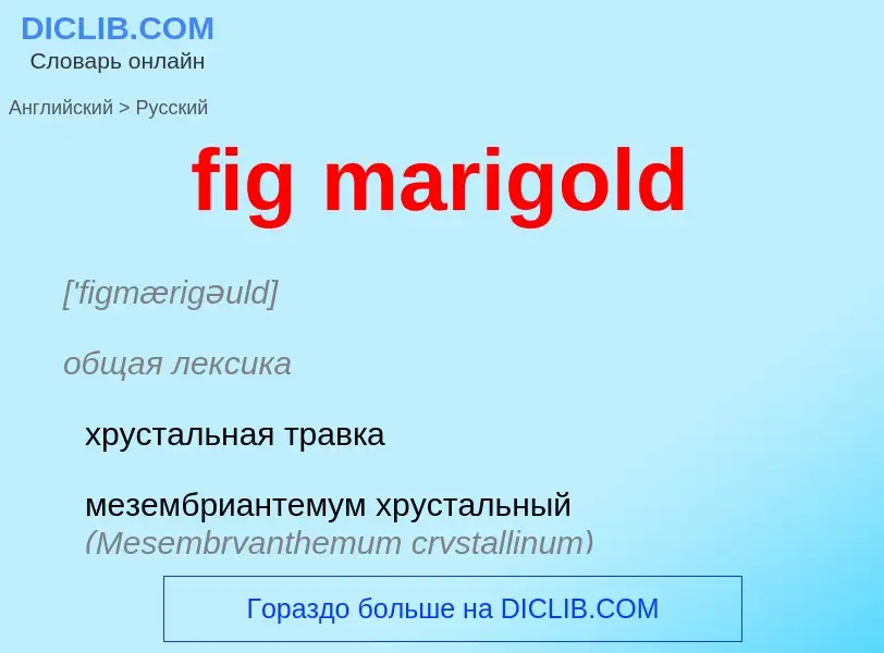 Как переводится fig marigold на Русский язык