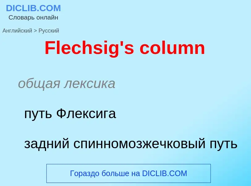 Как переводится Flechsig's column на Русский язык