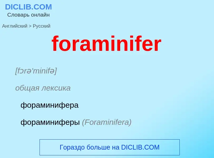 Как переводится foraminifer на Русский язык