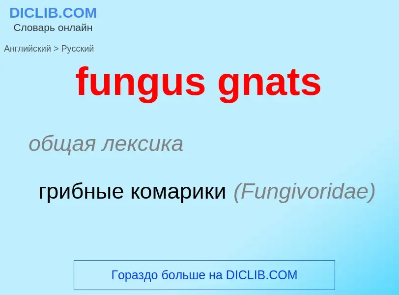 Traduction de &#39fungus gnats&#39 en Russe