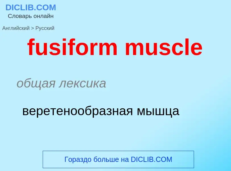 Μετάφραση του &#39fusiform muscle&#39 σε Ρωσικά