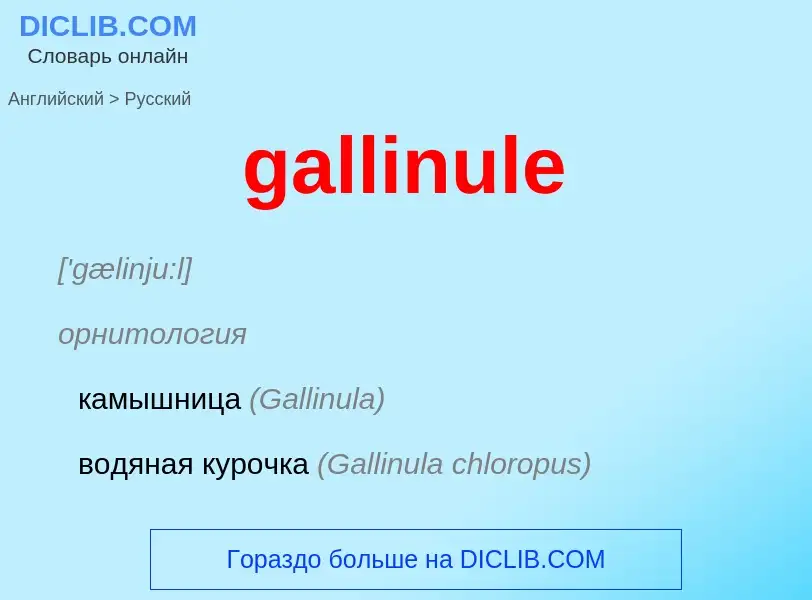 Как переводится gallinule на Русский язык