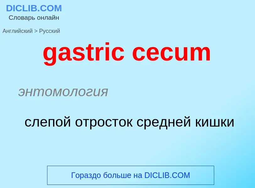 Como se diz gastric cecum em Russo? Tradução de &#39gastric cecum&#39 em Russo