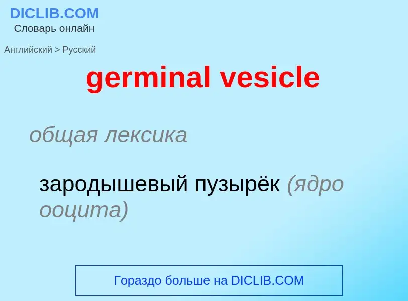 ¿Cómo se dice germinal vesicle en Ruso? Traducción de &#39germinal vesicle&#39 al Ruso