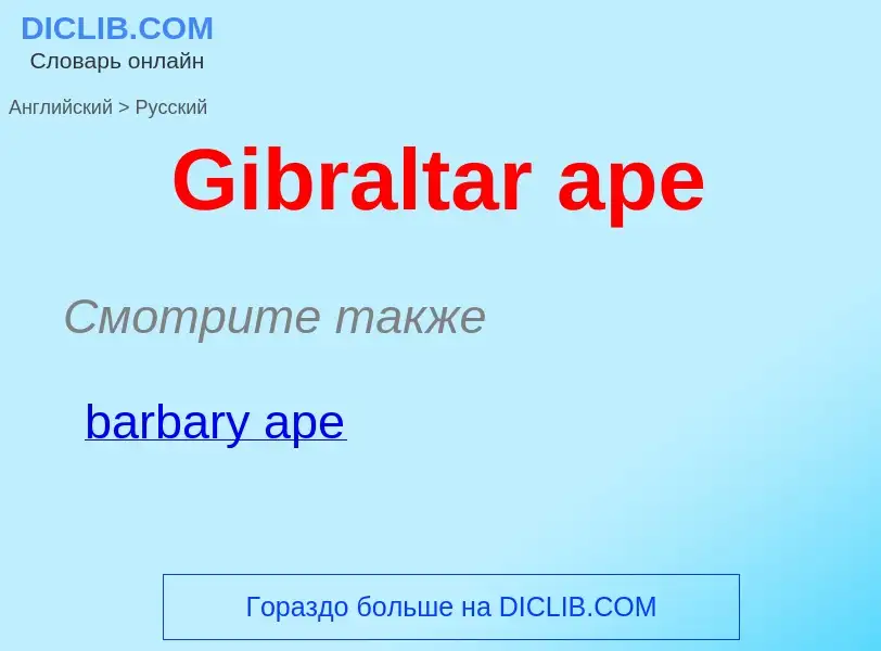 Как переводится Gibraltar ape на Русский язык