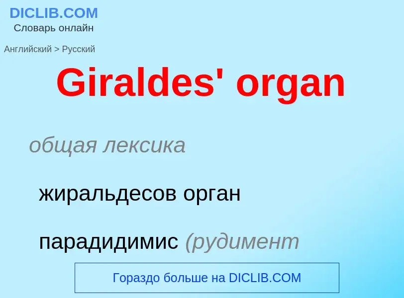 Как переводится Giraldes' organ на Русский язык