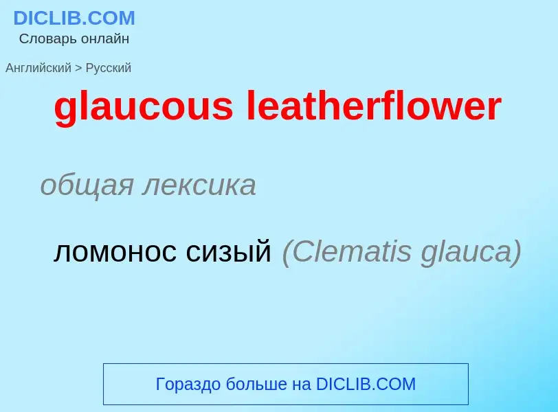 ¿Cómo se dice glaucous leatherflower en Ruso? Traducción de &#39glaucous leatherflower&#39 al Ruso