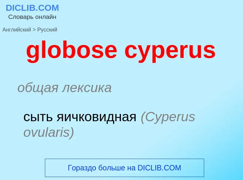 Как переводится globose cyperus на Русский язык