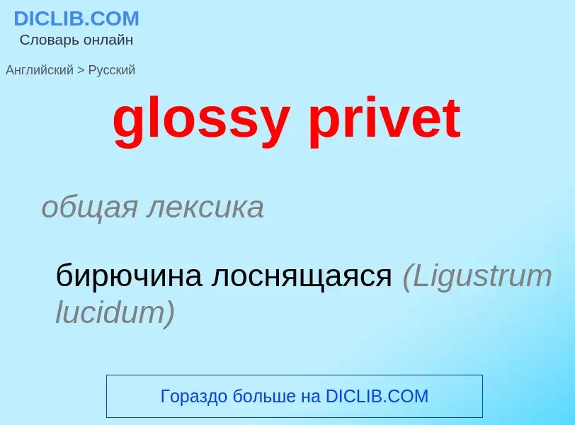 ¿Cómo se dice glossy privet en Ruso? Traducción de &#39glossy privet&#39 al Ruso