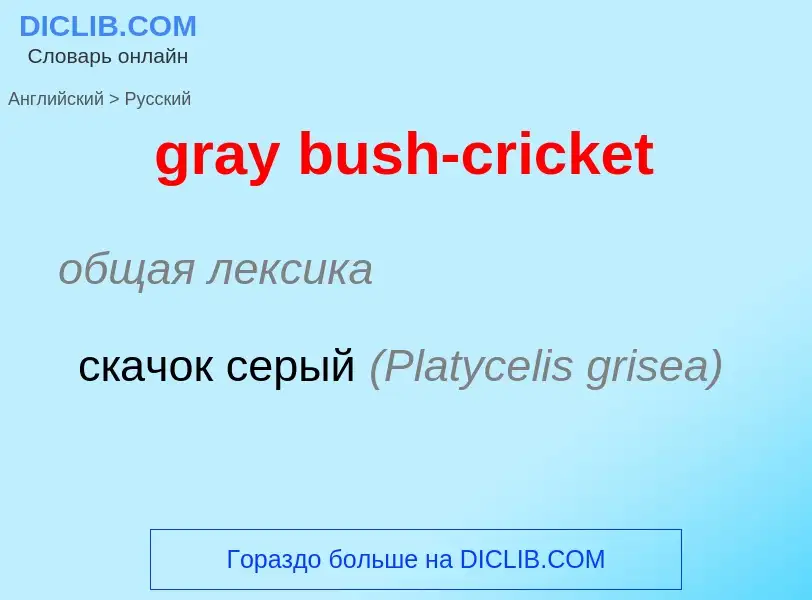 Как переводится gray bush-cricket на Русский язык