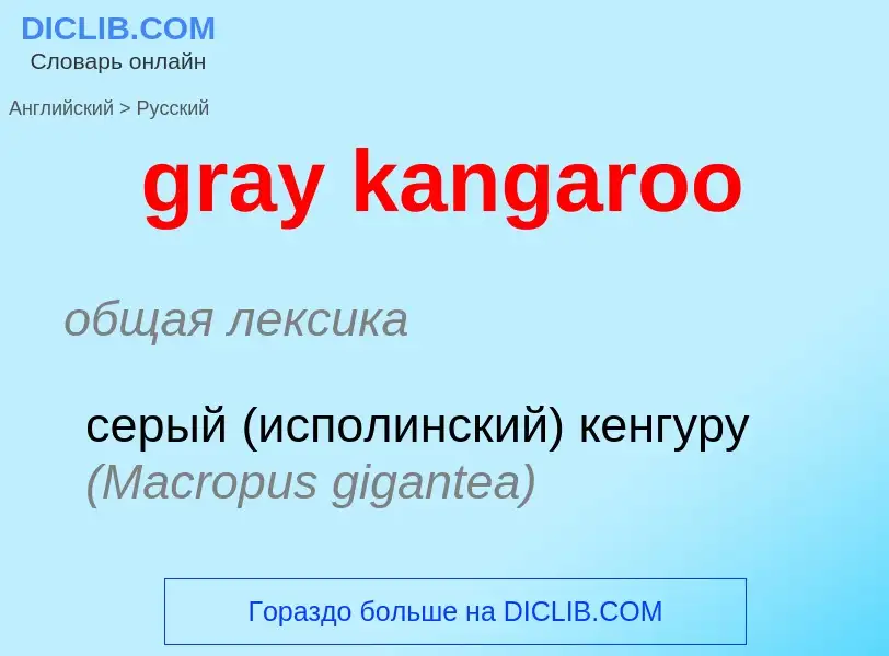 Как переводится gray kangaroo на Русский язык