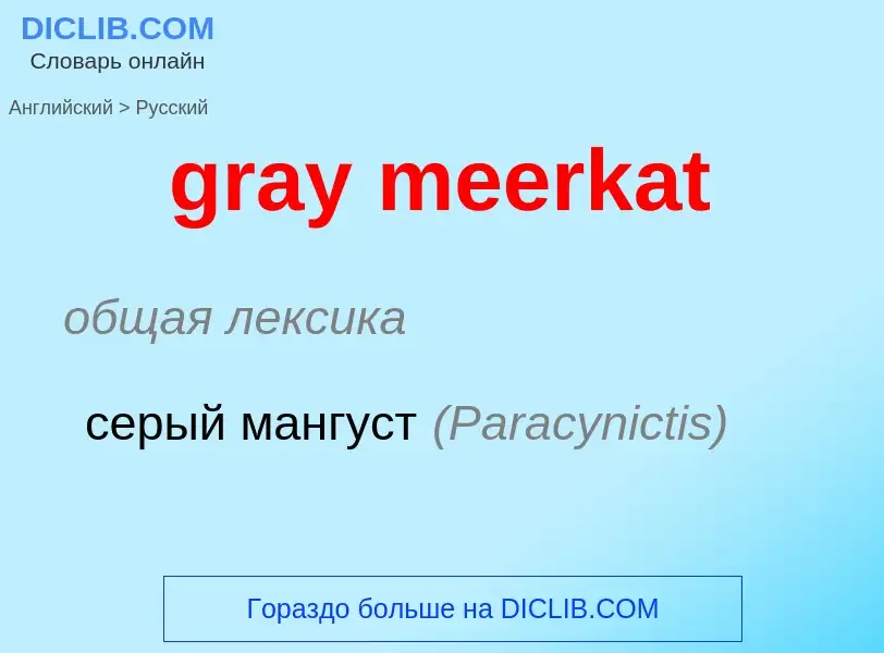 ¿Cómo se dice gray meerkat en Ruso? Traducción de &#39gray meerkat&#39 al Ruso