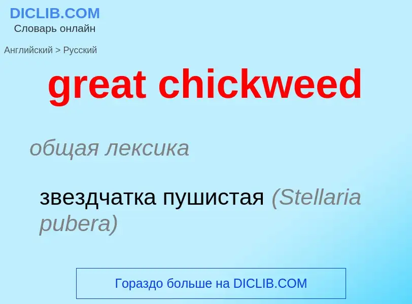 What is the Russian for great chickweed? Translation of &#39great chickweed&#39 to Russian