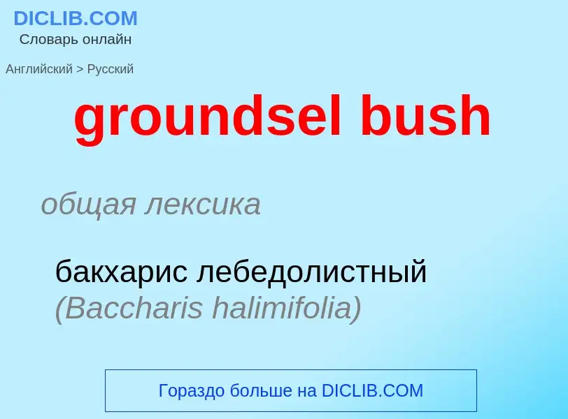 Как переводится groundsel bush на Русский язык