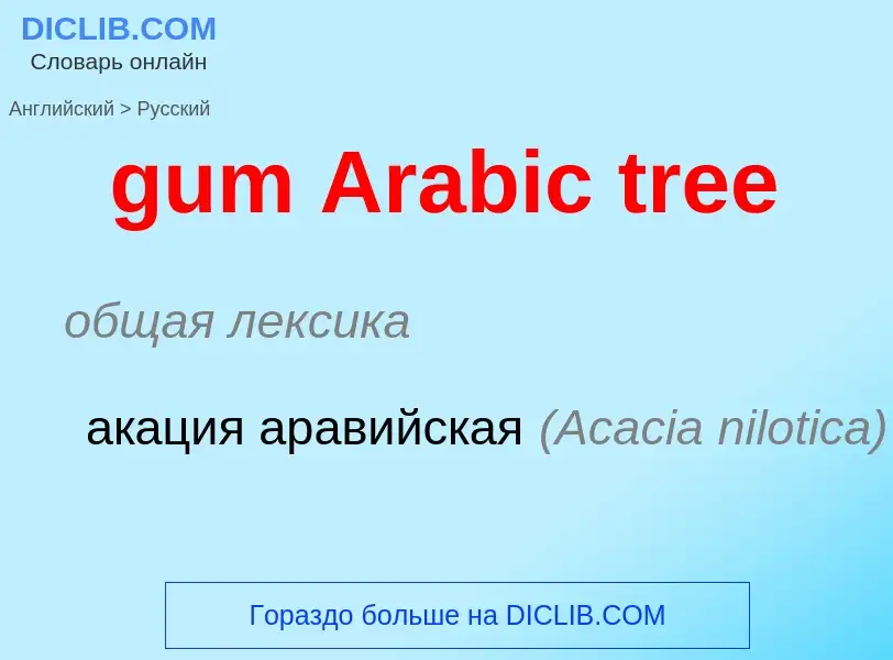 Como se diz gum Arabic tree em Russo? Tradução de &#39gum Arabic tree&#39 em Russo