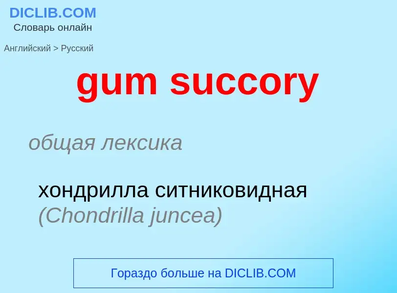 Vertaling van &#39gum succory&#39 naar Russisch