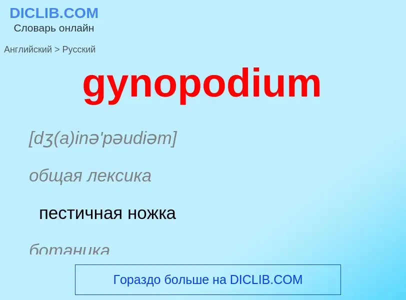 Как переводится gynopodium на Русский язык