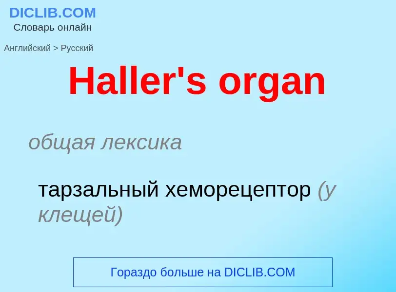 Как переводится Haller's organ на Русский язык